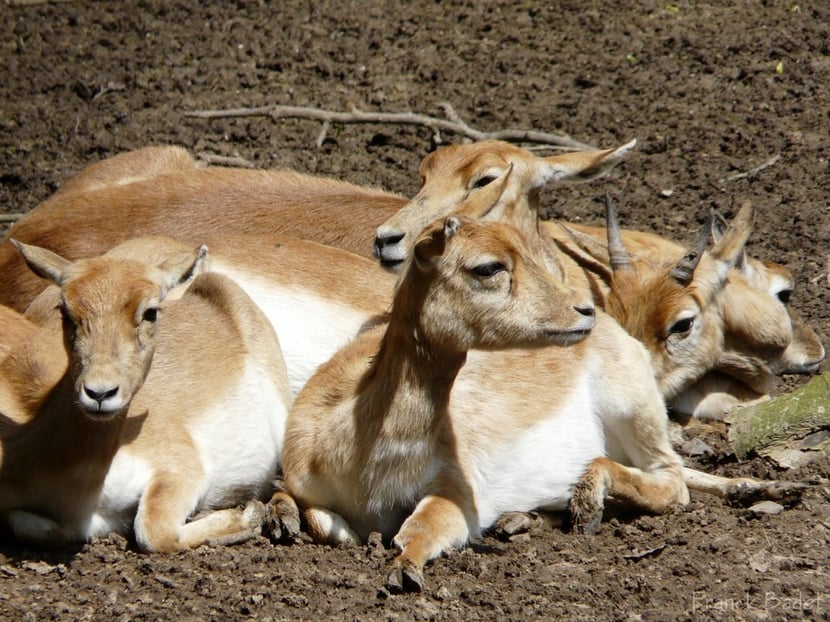 fiches animaux antilope cervicapre