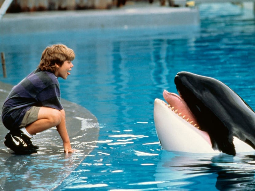 animaux celebre willy keiko