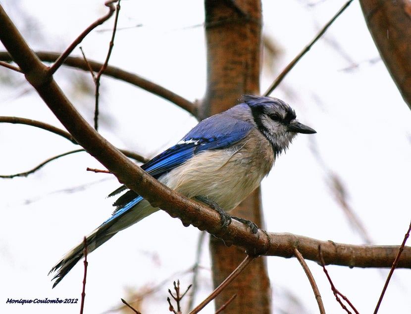 (Photo Monique Coulombe)