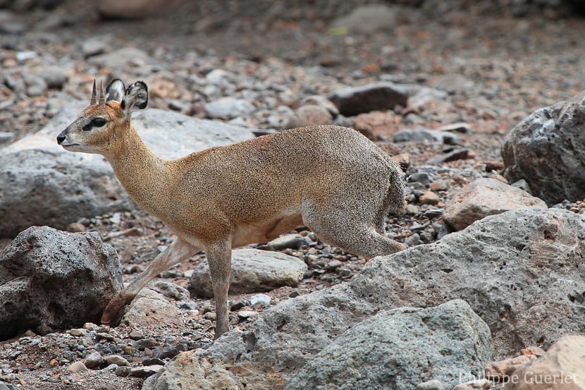 dik dik