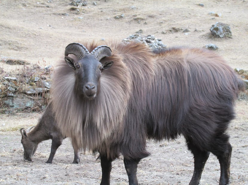 fiche animaux thar himalaya 