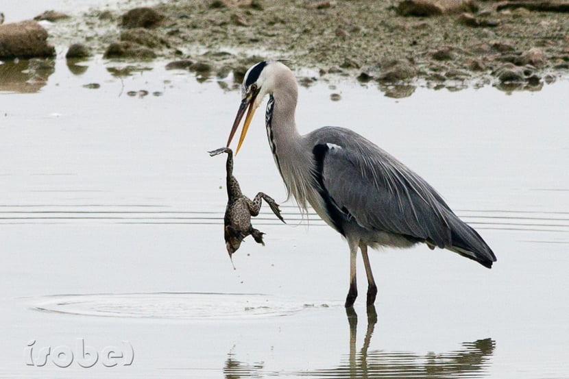 (photo Françoise Moignet)