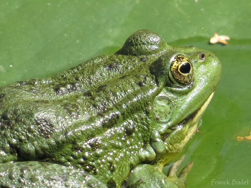 fiche animaux grenouille verte