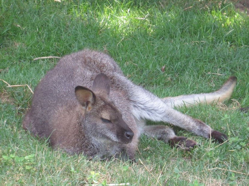 wallaby