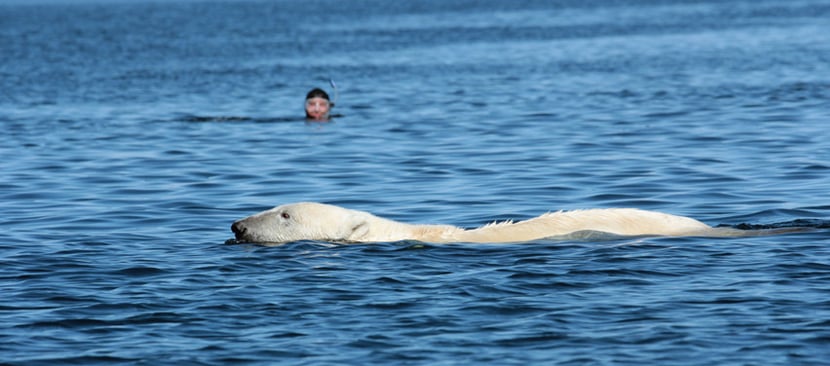 interview mario cyr plongeur cineaste animalier ours polaire
