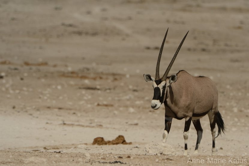 (Photo Anne-Marie Kalus)