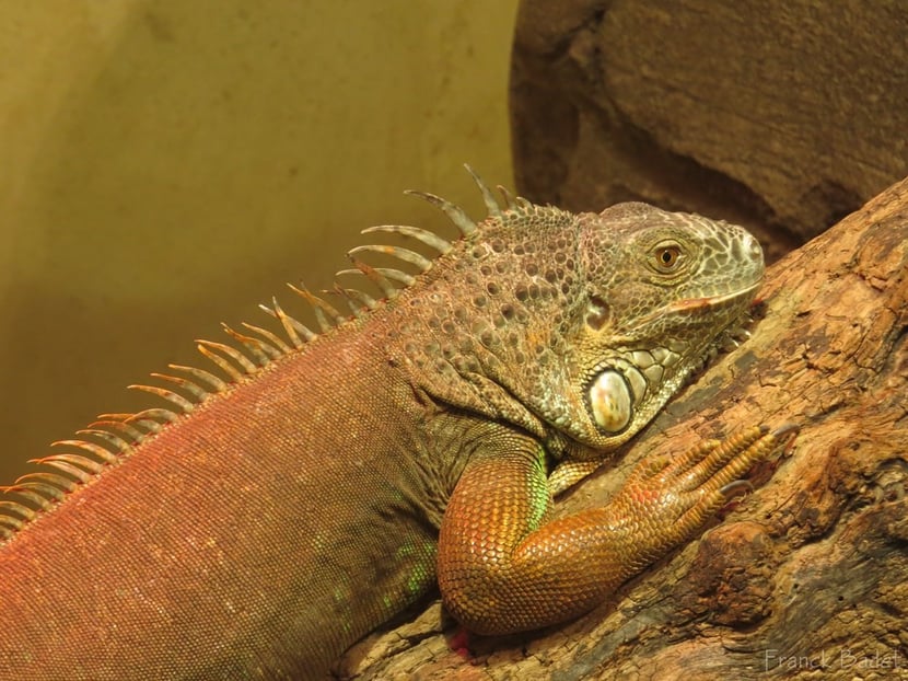 Fiches Animaux iguane vert