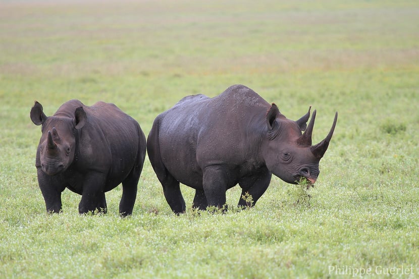 fiches animaux rhinoceros noir