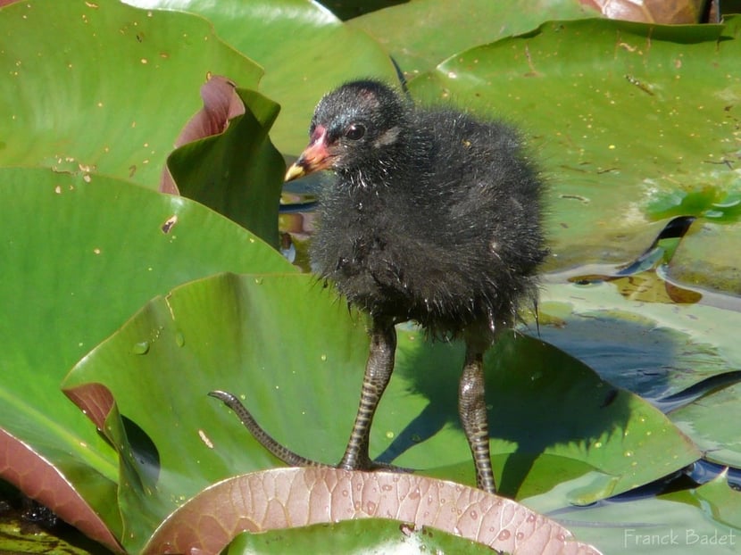 (photo Franck Badet)