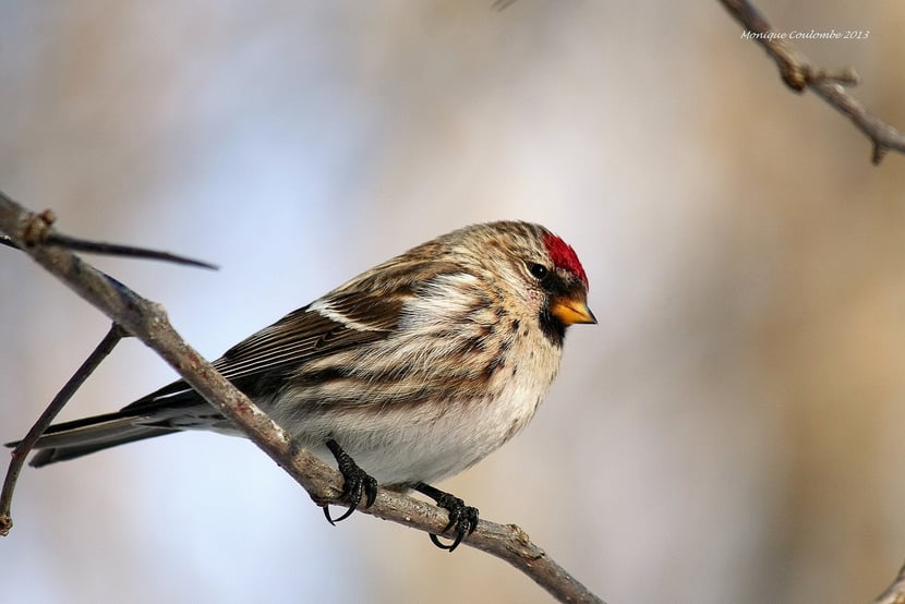 (Photo Monique Coulombe)