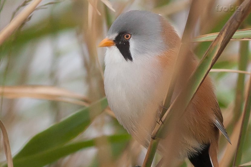 Panure à moustaches