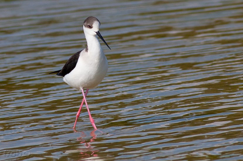 (Photo Françoise Moignet)