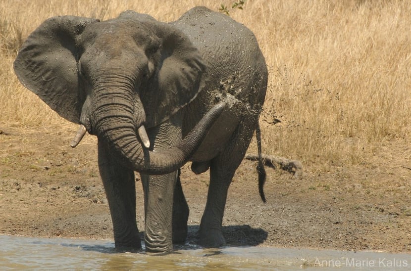 fiche animaux afrique disney