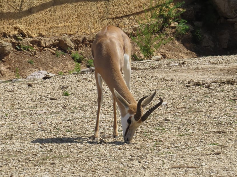 (Photo Franck Badet)