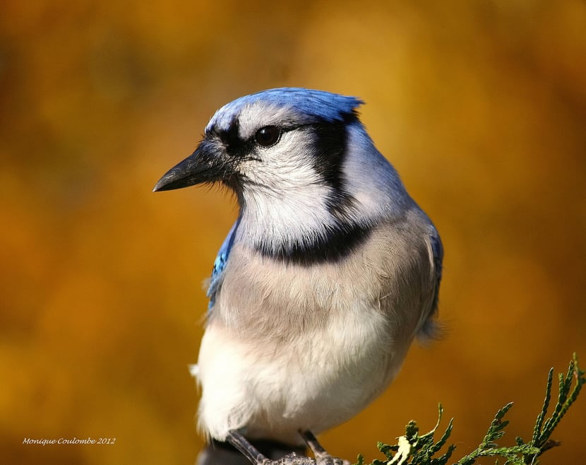 (Photo Monique Coulombe)