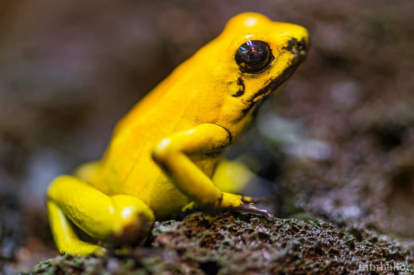 fiche animaux kokoi phyllobate terrible