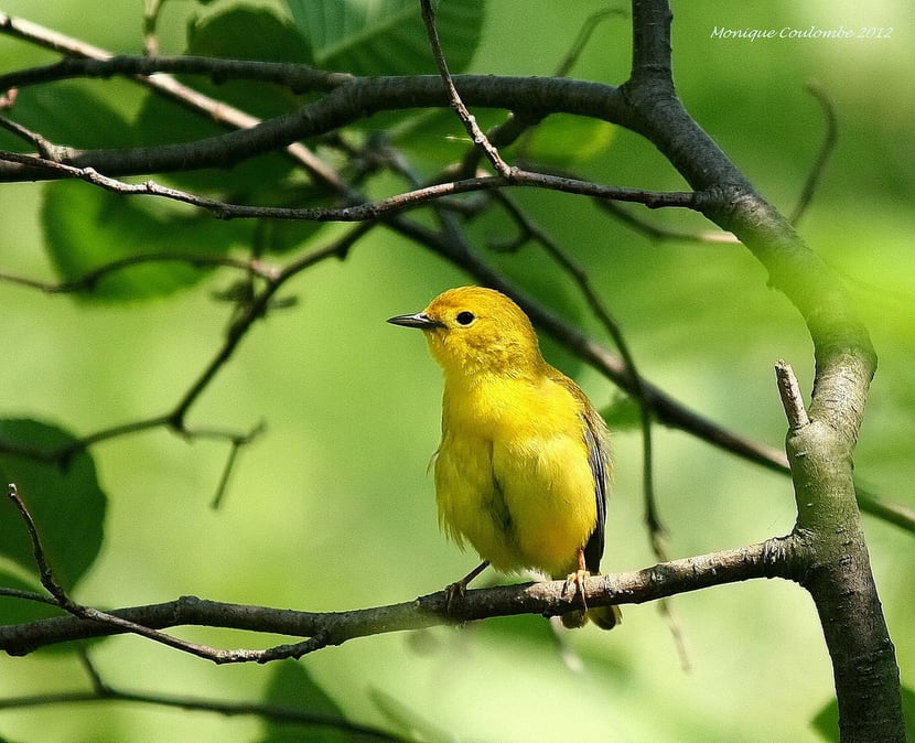 (Photo Monique Coulombe)