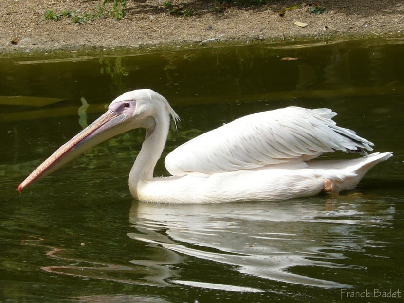 (Photo Franck Badet)