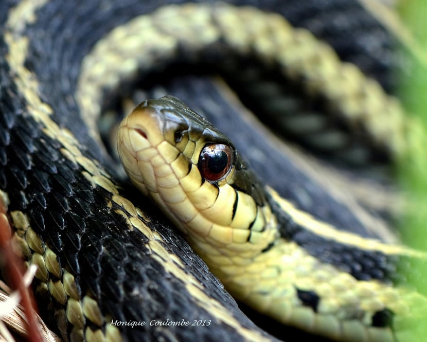 couleuvre rayée