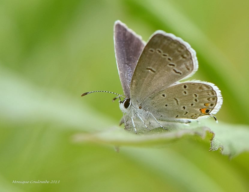 (Photo Monique Coulombe)