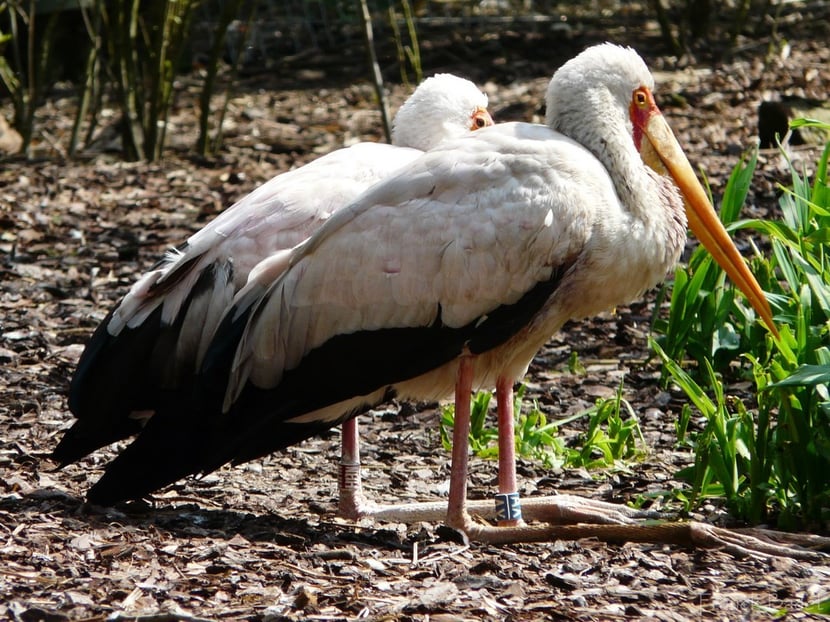 (Photo Franck Badet)