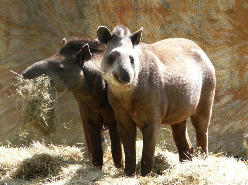 tapir du bresil