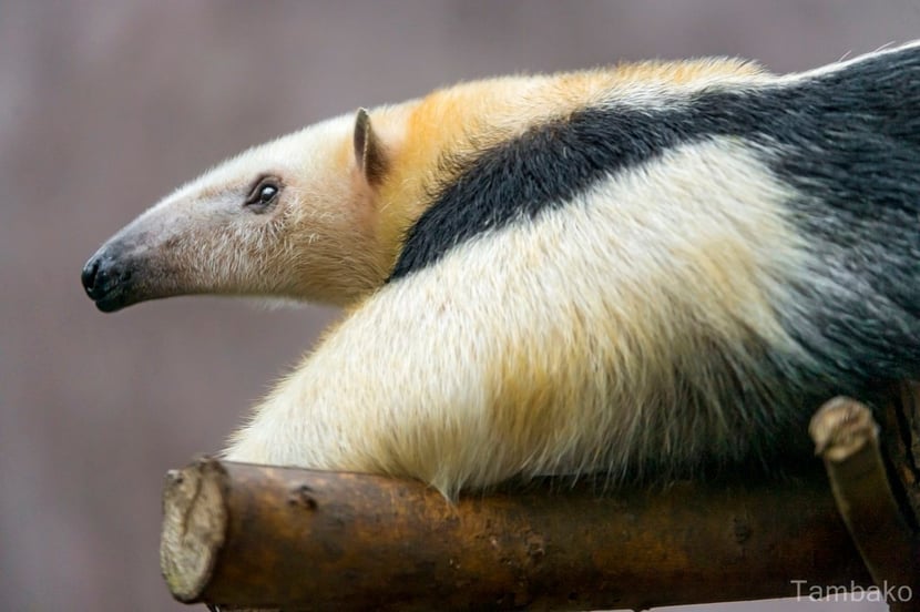 tamandua
