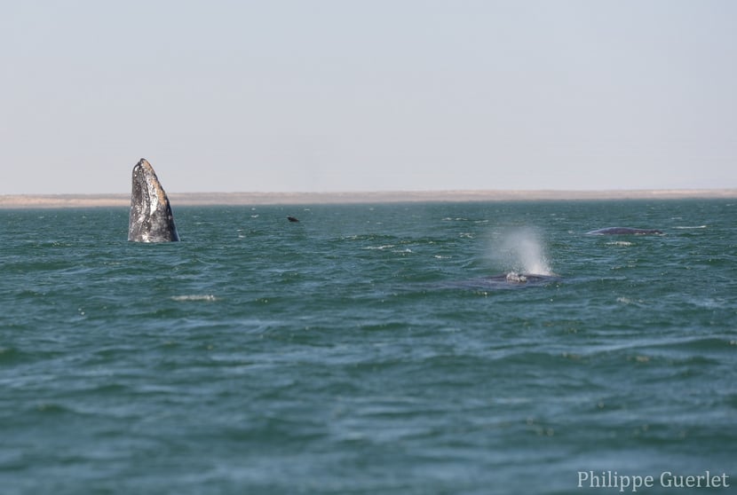 fiches animaux baleine grise
