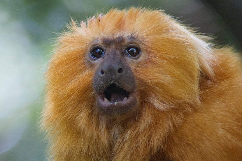 tamarin lion