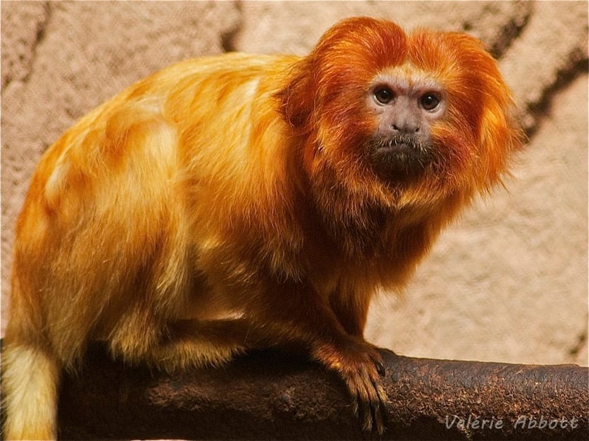 tamarin lion