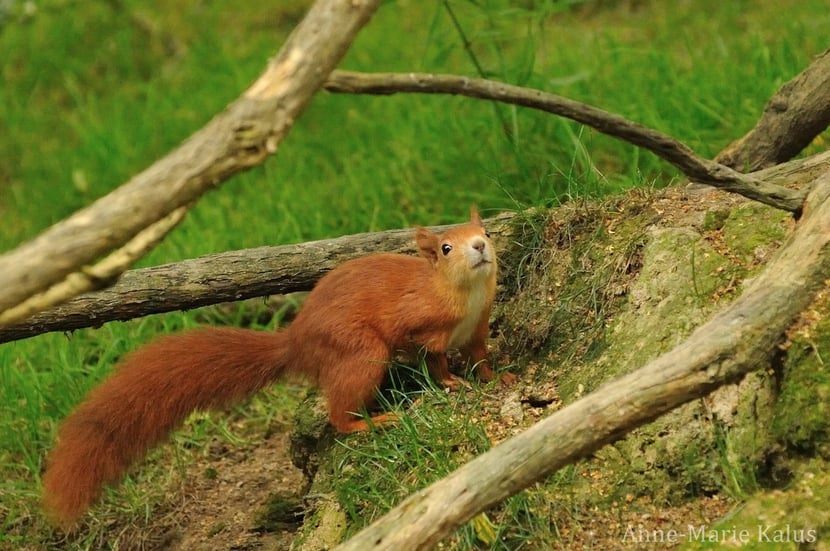 ecureuil roux