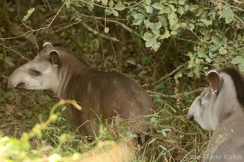 tapir du bresil