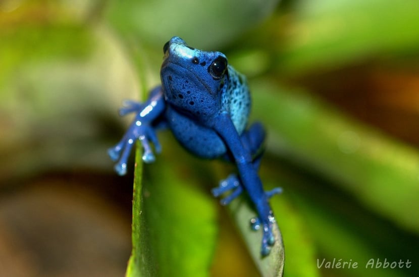 dendrobate azureus