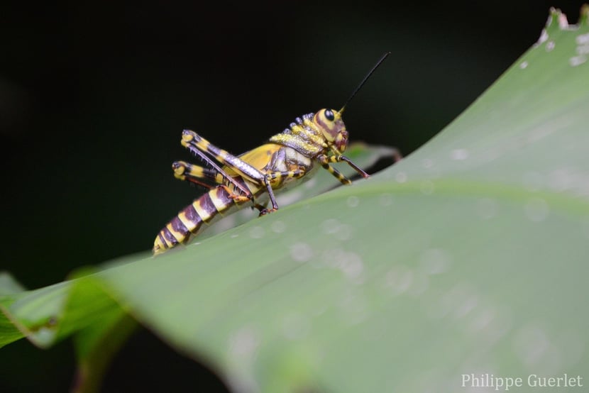 Fiche animaux tropicadris cristata