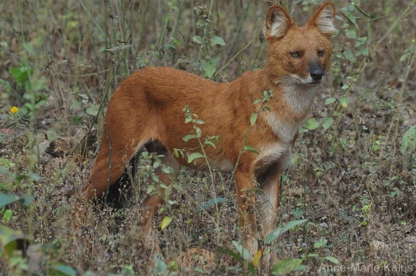 dhole