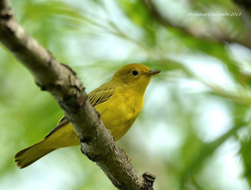 (Photo Monique Coulombe)