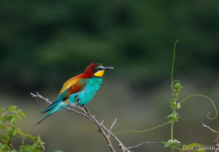 fiche guepier europe oiseau