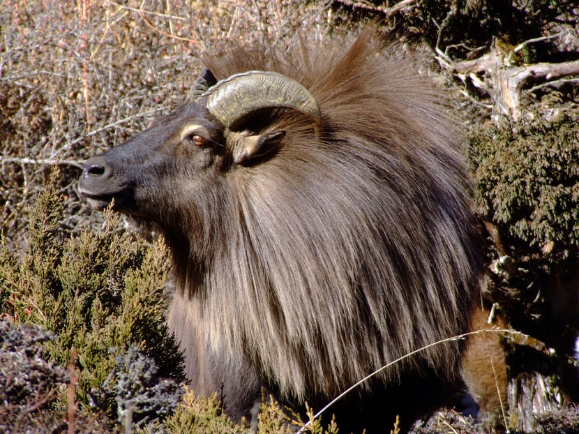 fiche animaux thar himalaya 