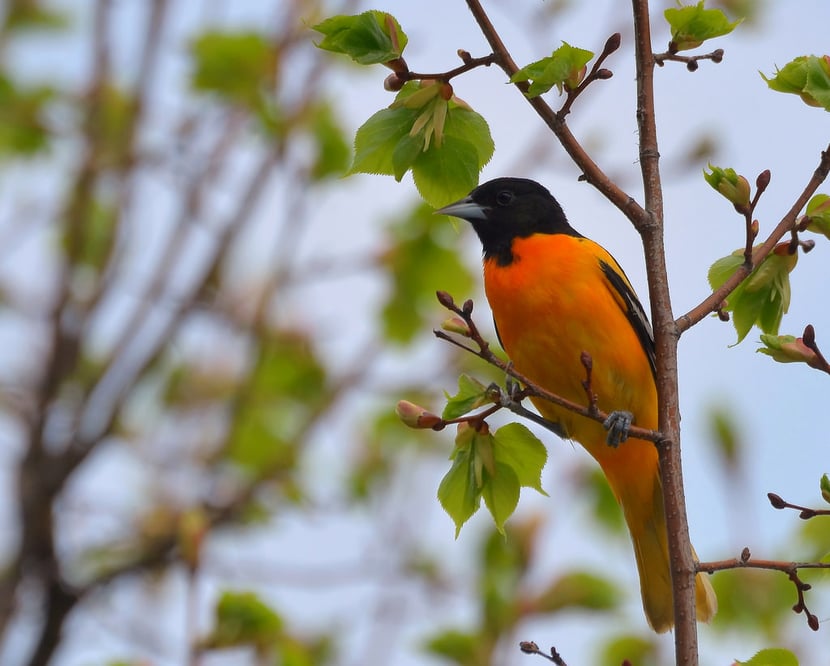 oriole de baltimore