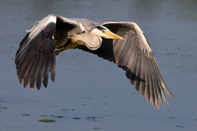 (photo françoise Moignet)