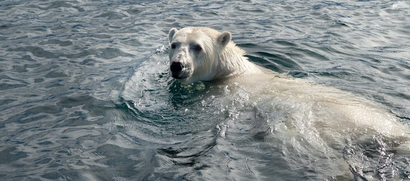 interview mario cyr plongeur cineaste animalier ours blanc