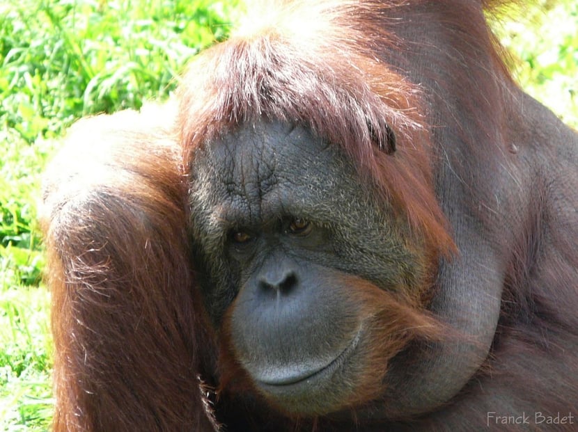 orang outan