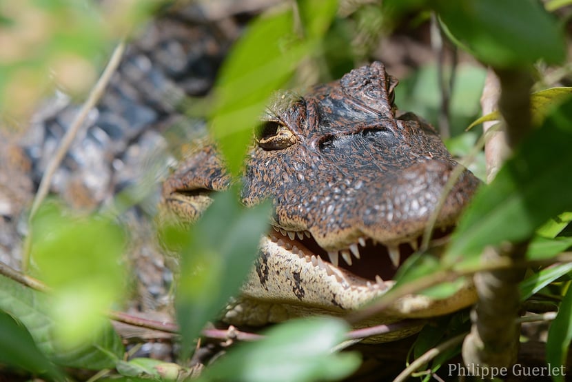 Fiches Animaux Caiman