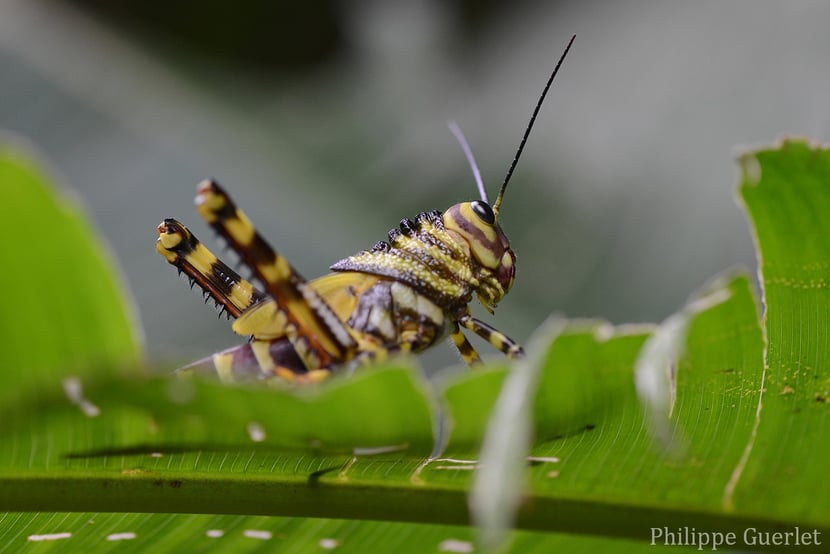 fiches animaux tropicadris cristata