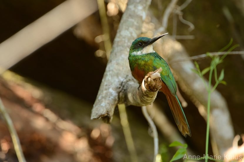 (Photo Anne-Marie Kalus)