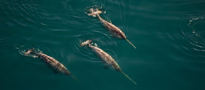 mario cyr narval interview metier plongeur cineaste