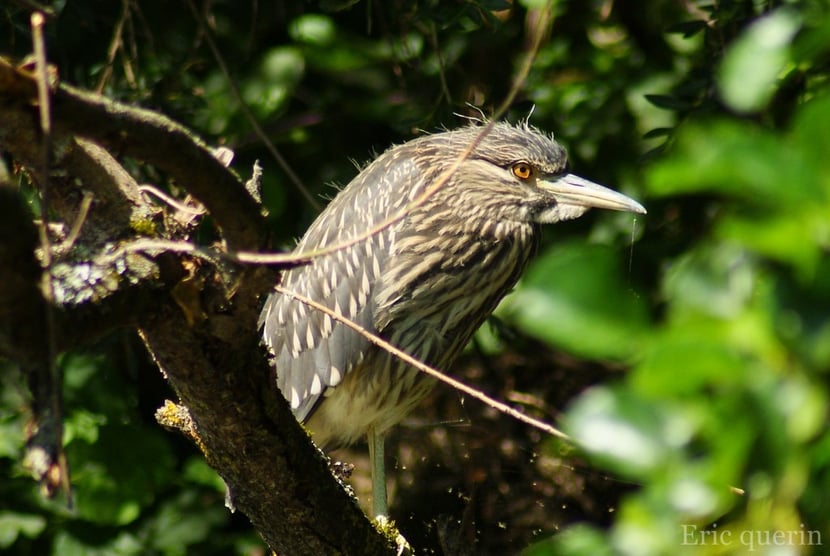 (photo Eric Quérin)