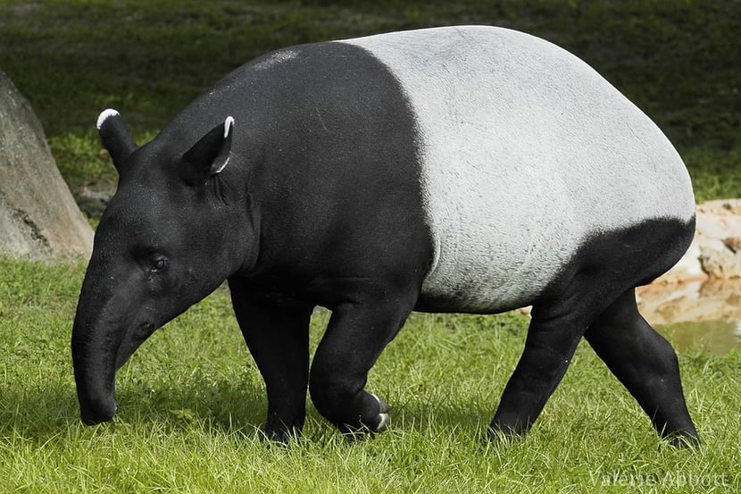 (Fiches animaux tapir de Malaisie)