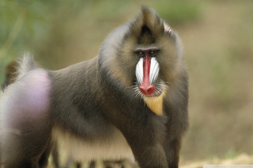 fiche animaux disney mandrill singe sorcier roi lion