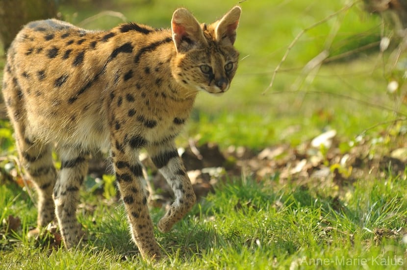 serval